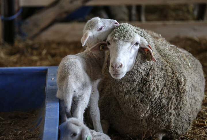 TİGEM, 60 Bin Kilogram Merinos Yapağını Satışa Sunuyor