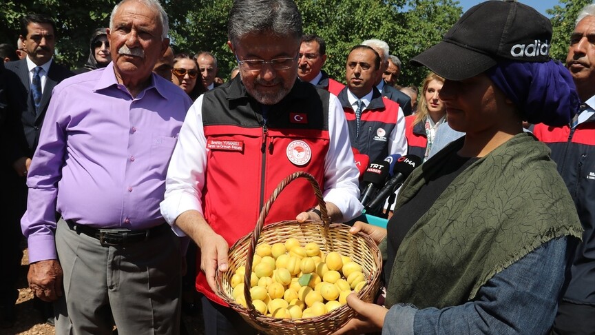 Malatya'da Kayısı Hasadı Üretimi Artırıyor