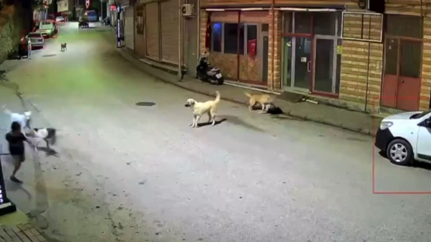 Ordu'da Çocuğun Sahipsiz Köpekler Tarafından Saldırıya Uğraması Görüntülendi