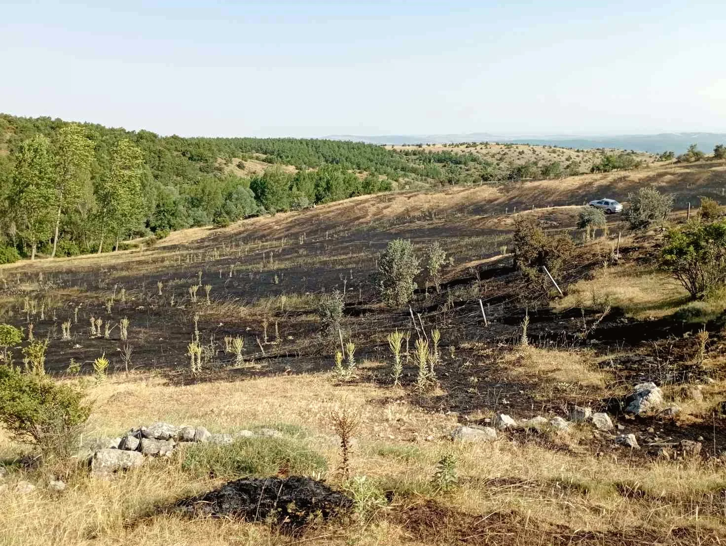 Tokat'ta Çıkan Örtü Yangını 15 Dönüm Arazinin Zarar Görmesine Neden Oldu