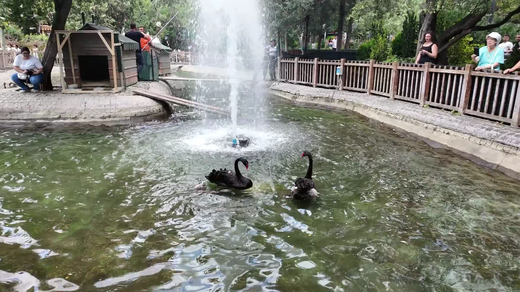 Kuğulu Park'ta Yeni Yavru Kuğular Dünyaya Geldi